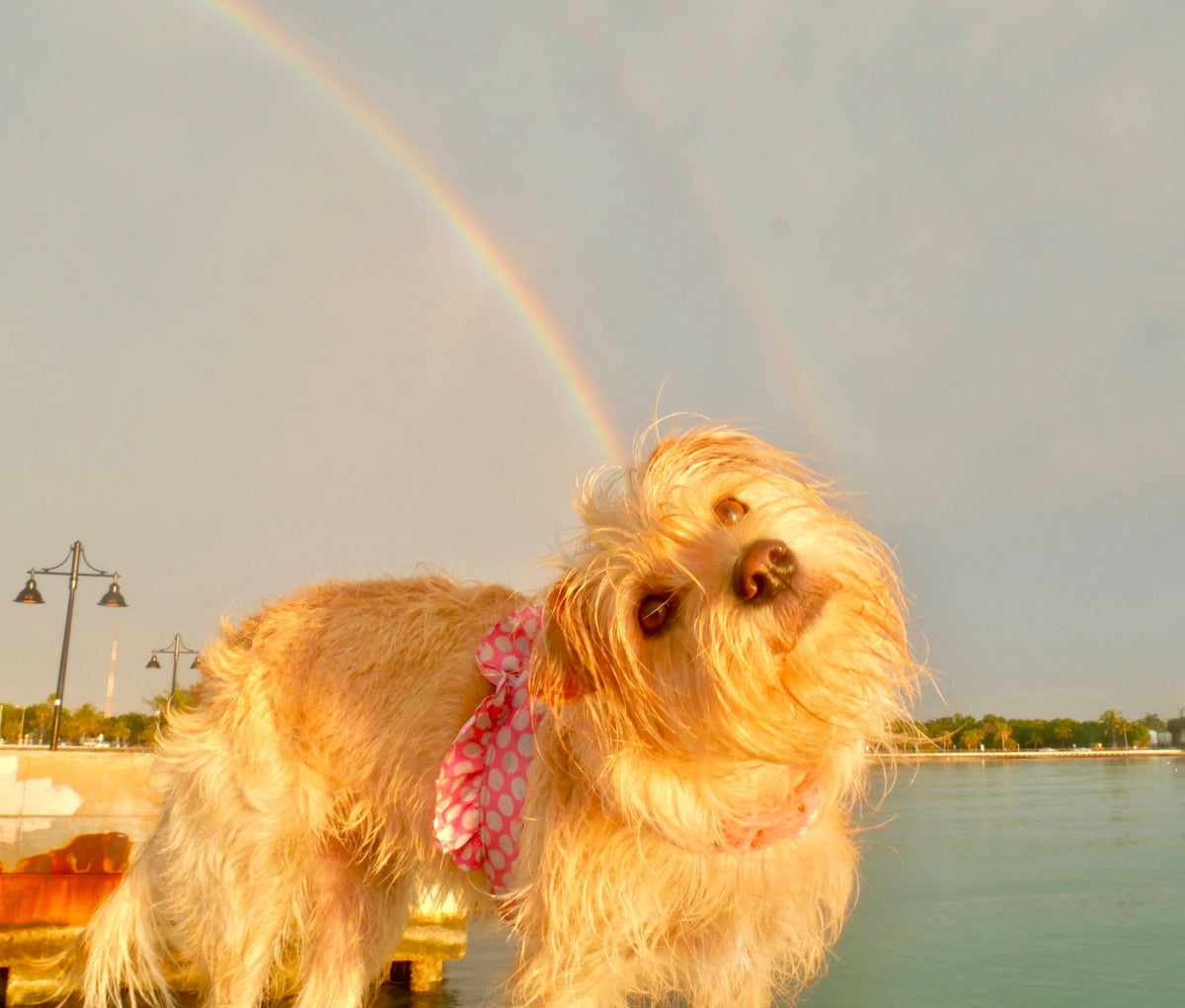 Rainbow connections the art of bella