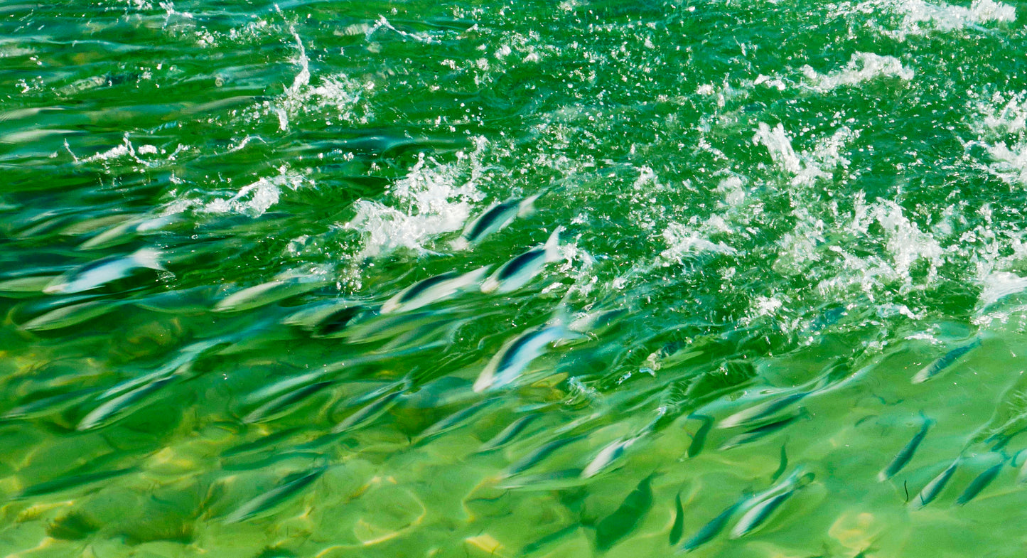 "The Common Good" Classic Canvas